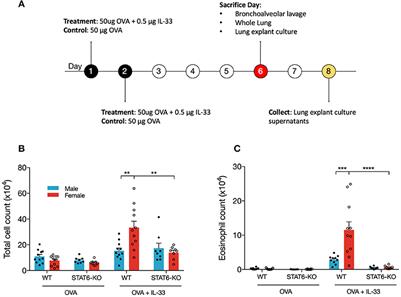 Sex Differences in IL-33-Induced STAT6-Dependent Type 2 Airway Inflammation